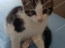 Playful male kitten, 12 weeks old.
