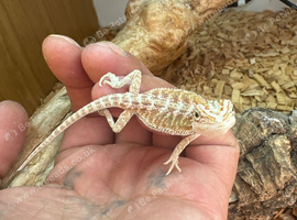 12 week old bearded dragon