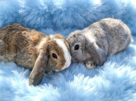 Last baby boys mini lop plush carriers