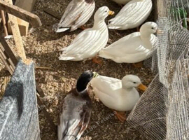 Male call ducks, 5 months old.   X9