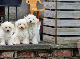Bichion pups need their forever homes