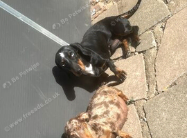 Dachshund Pair