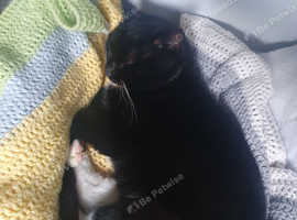 Male cat