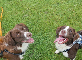 2 male sprollies