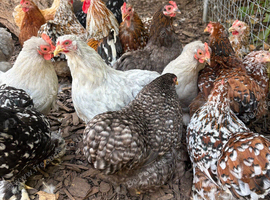 Pekin hens for sale