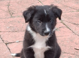 LAST GORGEOUS PUP