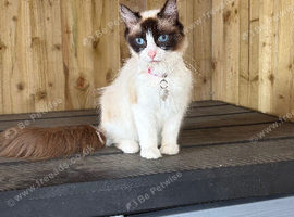Beautiful TICA female cat