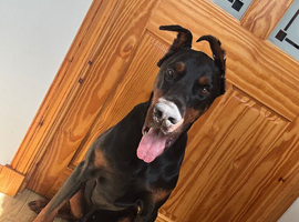 Friendly 3-Year-Old Male Dobermann - Good with Kids & Dogs