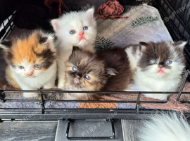 Beautiful kittens