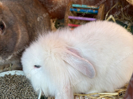Mini lion lop