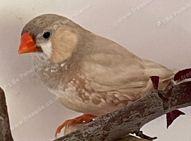 Unusual varieties of zebra finch