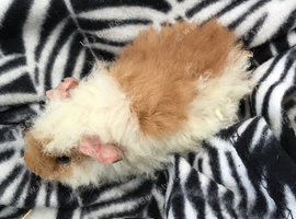 Baby Fluffy Guinea Pigs Ready Now