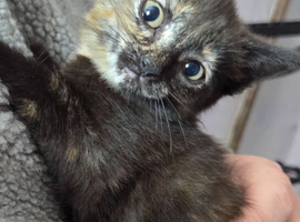 Kittens