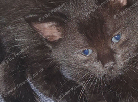 Kittens ready for new homes