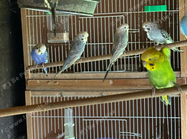 Budgies for sale