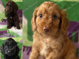 F1 small mini cockapoos various colours 30 dna health tested clear