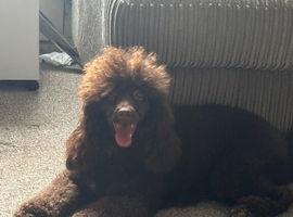 Standard poodle puppy