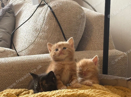 Cute 8 week old kittens