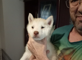 Siberian husky puppies