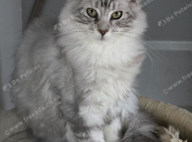 Pedigree Silver classic Active boy