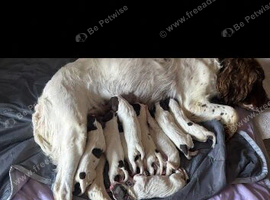 Miggers pups