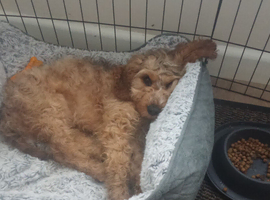 6month male pup