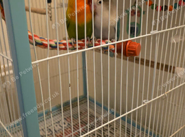 Lovebird pair