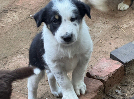 Border collie puppies for sale