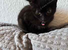 Kitten