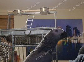 Gorgeous African grey forsale