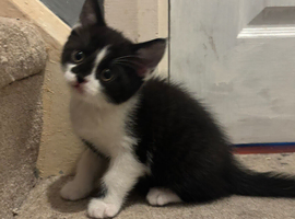 Male kitten for aale