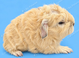 Cream Swiss boar purebred