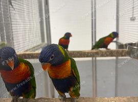 Hand Reared Baby Rainbow Lorikeets
