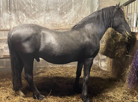 Sec D Stallion