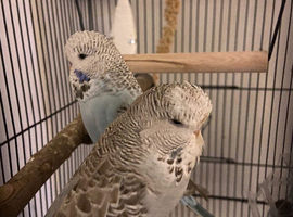 Blue and Grey Budgies pair