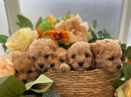 Strong healthy cavapoo puppies
