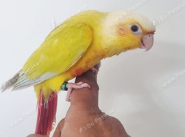 Gorgeous baby suncheek conure