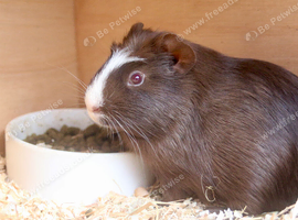 Chocolate red eyes make guinea pig