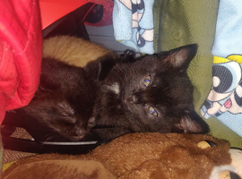 ONLY 4 Kittens Left. Black. Black and white. And Ginger.
