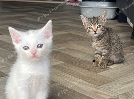 Last two fur baby&rsquo;s out of 9