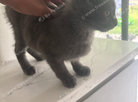 1 British shorthair kitten