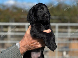 Cocker spaniels for sale