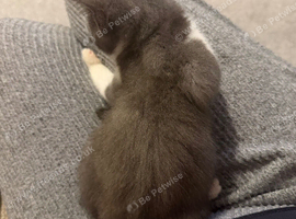 9 week old kittens