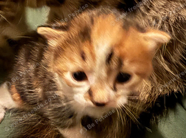 2 boy kittens for sale