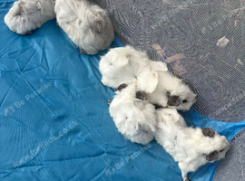 Adorable white guinea pigs