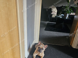Adorable frenchie