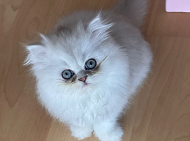 Beautiful silver tipped Persian Boy left!