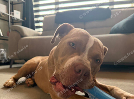 Beautiful 9 month old boxer x staffy