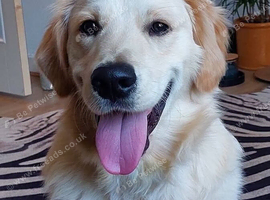 Heartbreaking rehome of gorgeous 10 month old kc registered golden retriever.