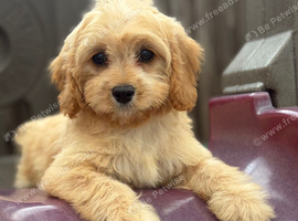 Cavapoo puppy&rsquo;s ready to leave!!